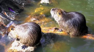 Güneşli bir günde bir şehir hayvanat bahçesinde Coypu Bataklık kunduzundan