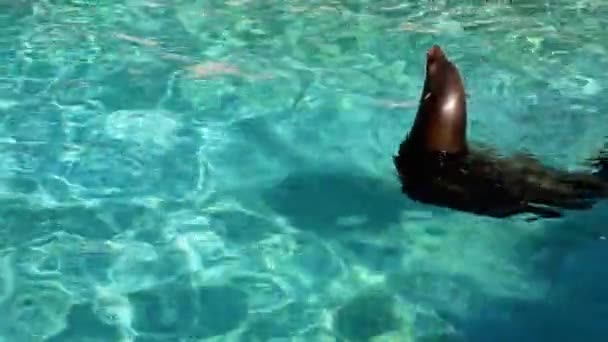 Kaliforniska Havs Lejon Simma Stad Zoo Pool — Stockvideo