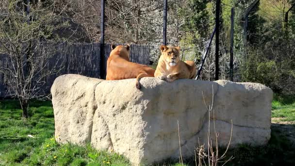 Deux Lions Femelles Reposent Sur Rocher Dans Zoo — Video