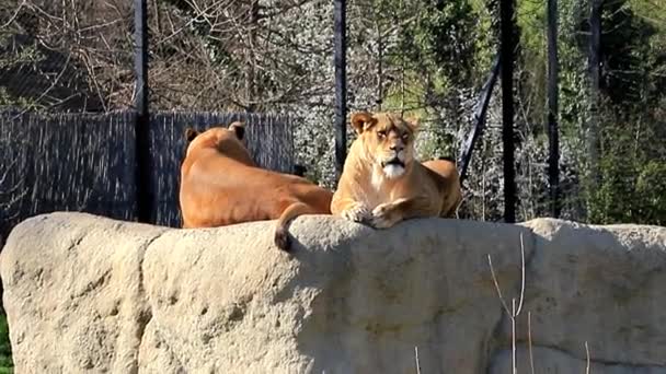 Dois Leões Fêmea Jazem Topo Rocha Zoológico — Vídeo de Stock