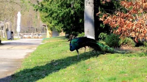 Peacock Serbestçe Şehir Hayvanat Bahçesi Etrafında Yürüyüş — Stok video