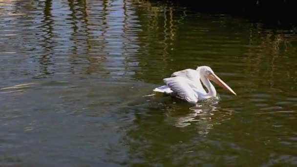 Dalmatische Pelikaan Zwemmen Een Stad Dierentuin — Stockvideo