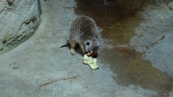 Hírax Rock Jugando Con Pollo Muerto Zoológico — Vídeos de Stock