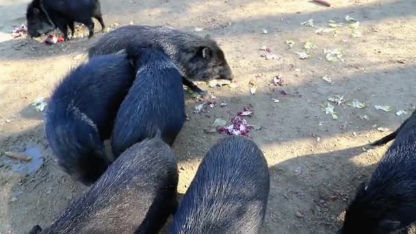 Galléros Pekari Vakarja Egymást Városi Állatkert — Stock videók