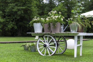 Çayırda beyaz çiçekli beyaz tramvay