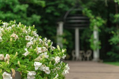 Ormandaki düğünler için beyaz çardak