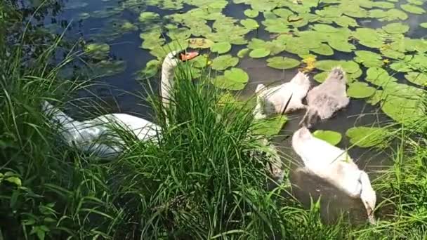 Padre Madre Cigno Mangiare Con Suoi Bambini Vicino Una Riva — Video Stock