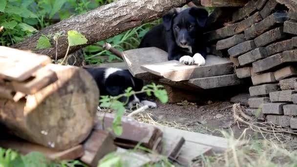 Chiots Race Mixte Jouant Dans Jardin — Video