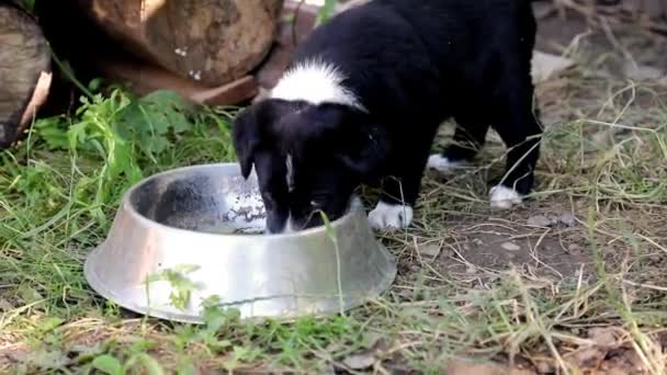 Chiots Race Mixte Jouant Dans Jardin — Video