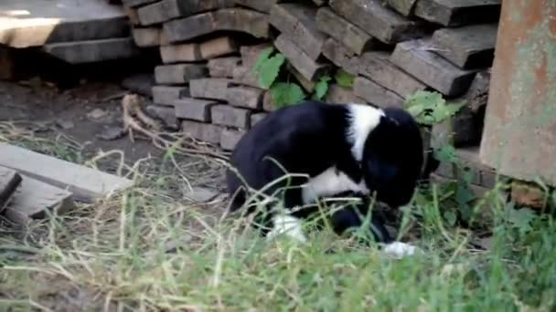 Chiots Race Mixte Jouant Dans Jardin — Video