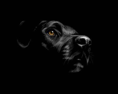 Siyah Labrador Retriever