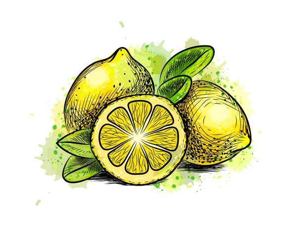 Limon yaprakları suluboya bir sıçrama ile — Stok Vektör
