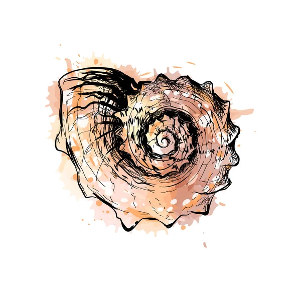 Shell do mar de um respingo de aquarela, esboço desenhado à mão — Vetor de Stock
