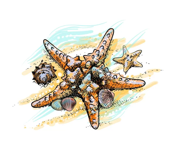 Stelle marine e conchiglie su una spiaggia estiva nella sabbia — Vettoriale Stock