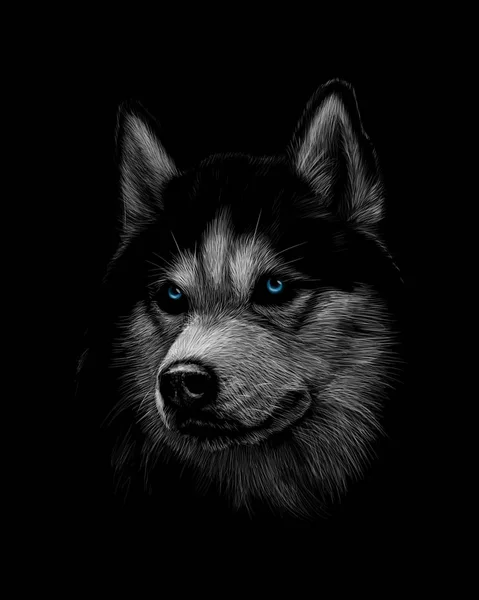 Portret szefa Siberian Husky z niebieskimi oczami — Wektor stockowy