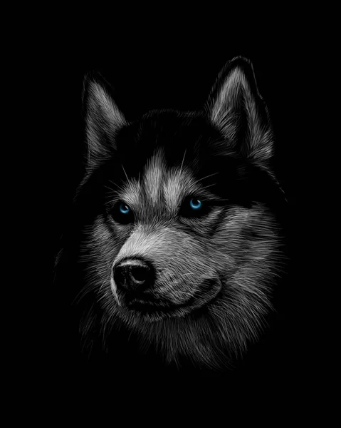 Mavi gözlü Sibirya Husky Başkanı portresi