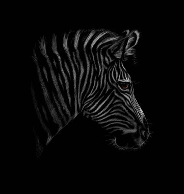 Siyah bir arka plan zebra kafasına portresi
