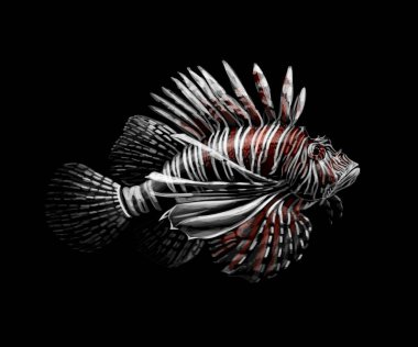 Tropikal balık. Siyah bir zemin üzerine lionfish portresi