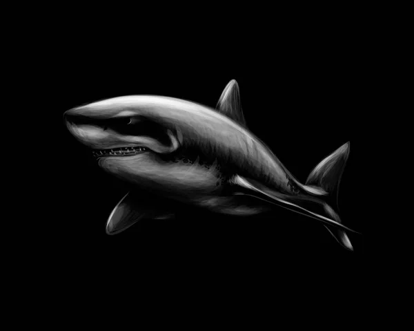 Grand requin blanc sur fond noir . — Image vectorielle