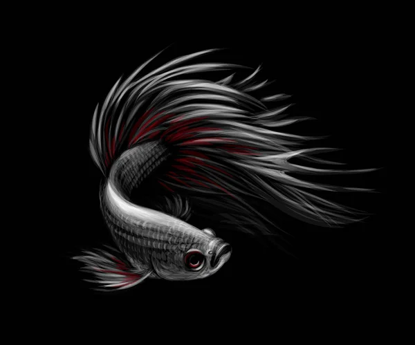 Poisson Betta coloré, poisson de combat siamois en mouvement — Image vectorielle