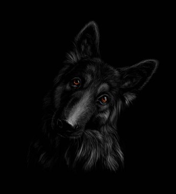 Bir Alman çoban köpeği siyah bir zemin üzerine portresi