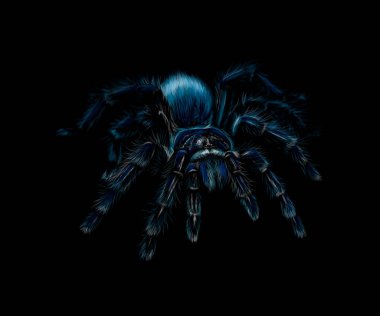 Siyah bir zemin üzerine bir örümcek Tarantula Grammostola portresi