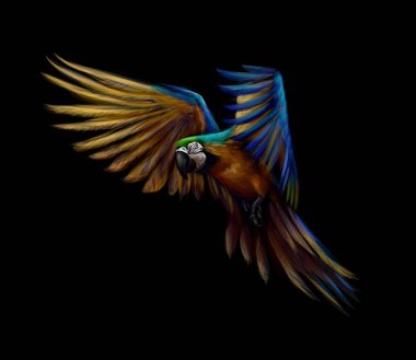 Portrait blue-and-yellow macaw in flight on a black background. Ara parrot, Tropical parrot clipart