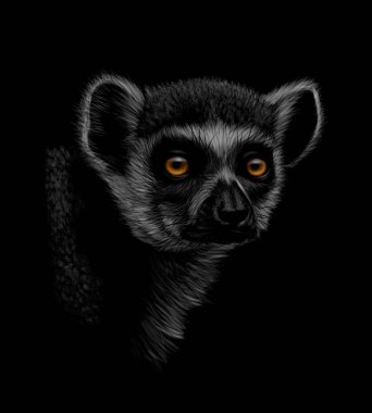 Siyah bir zemin üzerine ring-tailed bir lemur Başkanı portresi