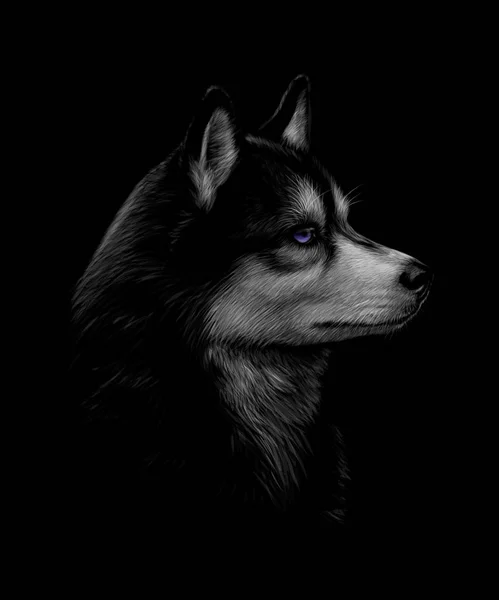 Portrait de la tête du Husky sibérien aux yeux bleus — Image vectorielle