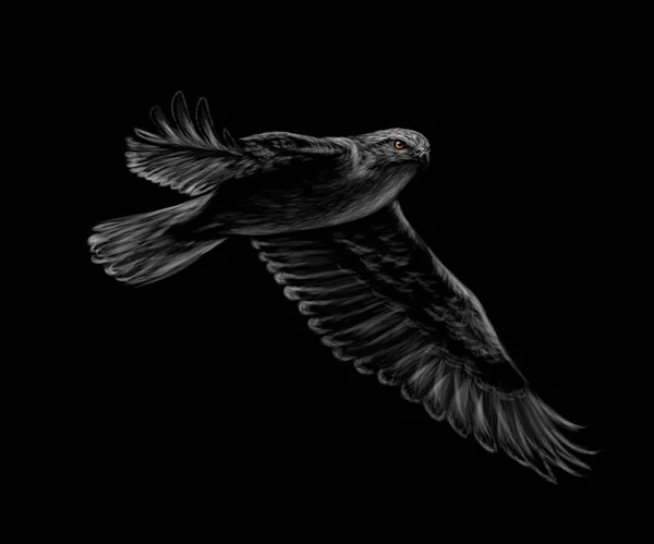 Портрет літаючого сокола на чорному тлі . — стоковий вектор