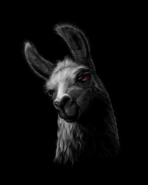 Portrait d'une tête de lama sur fond noir — Image vectorielle