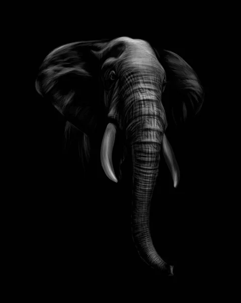 Портрет голови слона на чорному тлі — стоковий вектор