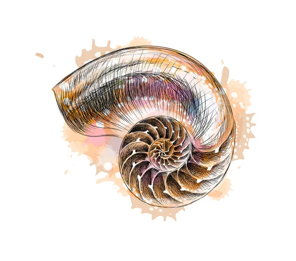 Nautilus shell section isoliert auf schwarzem Hintergrund — Stockvektor
