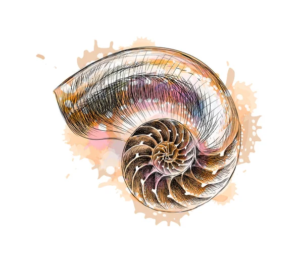 Sección de concha Nautilus aislada sobre fondo negro — Archivo Imágenes Vectoriales