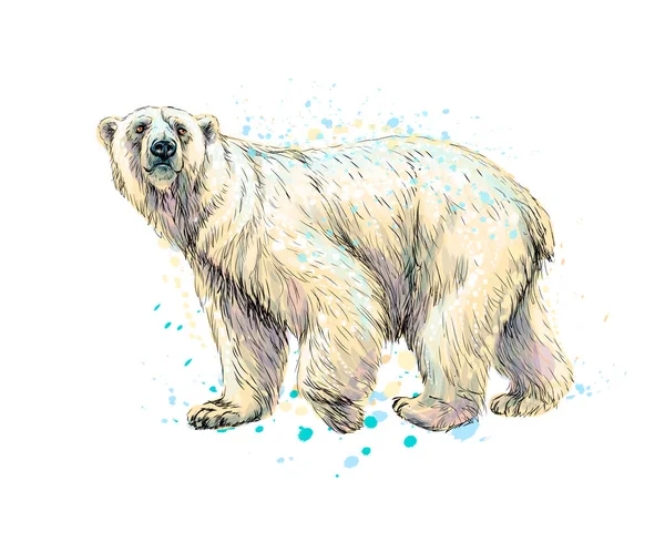 Abstrakta isbjörn från en skvätt vattenfärg, hand dras skiss — Stock vektor