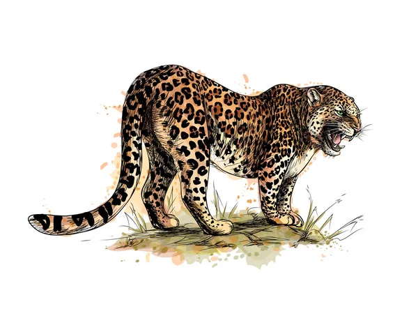 Retrato de un leopardo de un chorrito de acuarela — Vector de stock