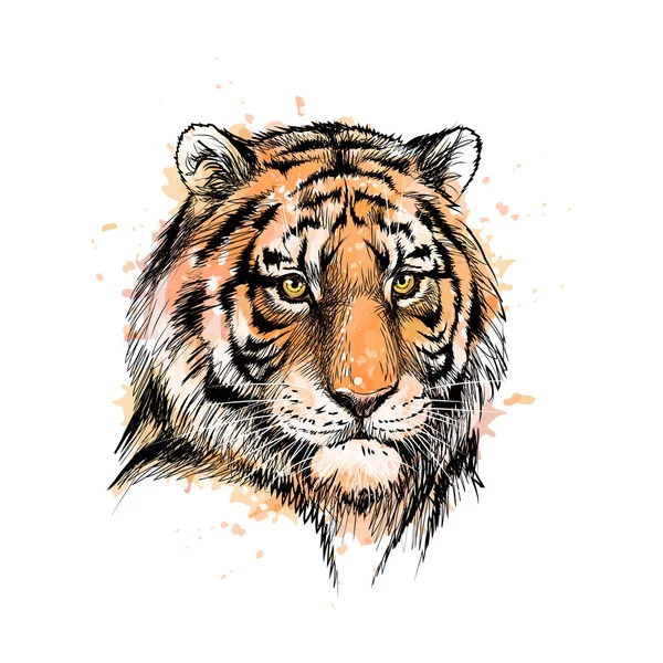 Retrato de una cabeza de tigre de un chorrito de acuarela — Vector de stock