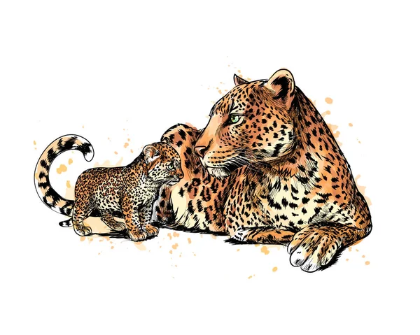 Portrét leopard z úvodní akvarel — Stockový vektor
