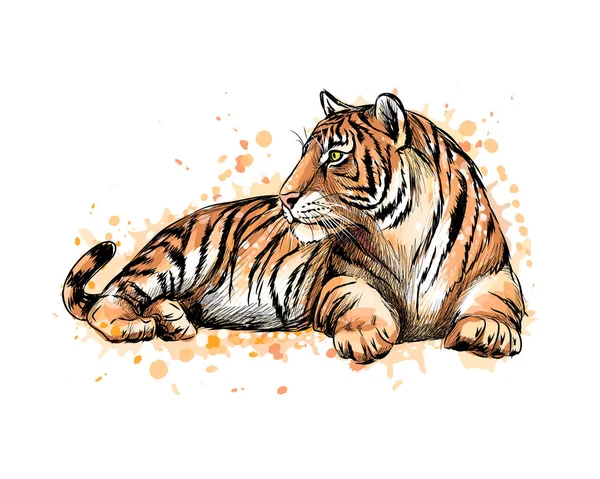 Retrato de un tigre mentiroso de un chorrito de acuarela — Vector de stock