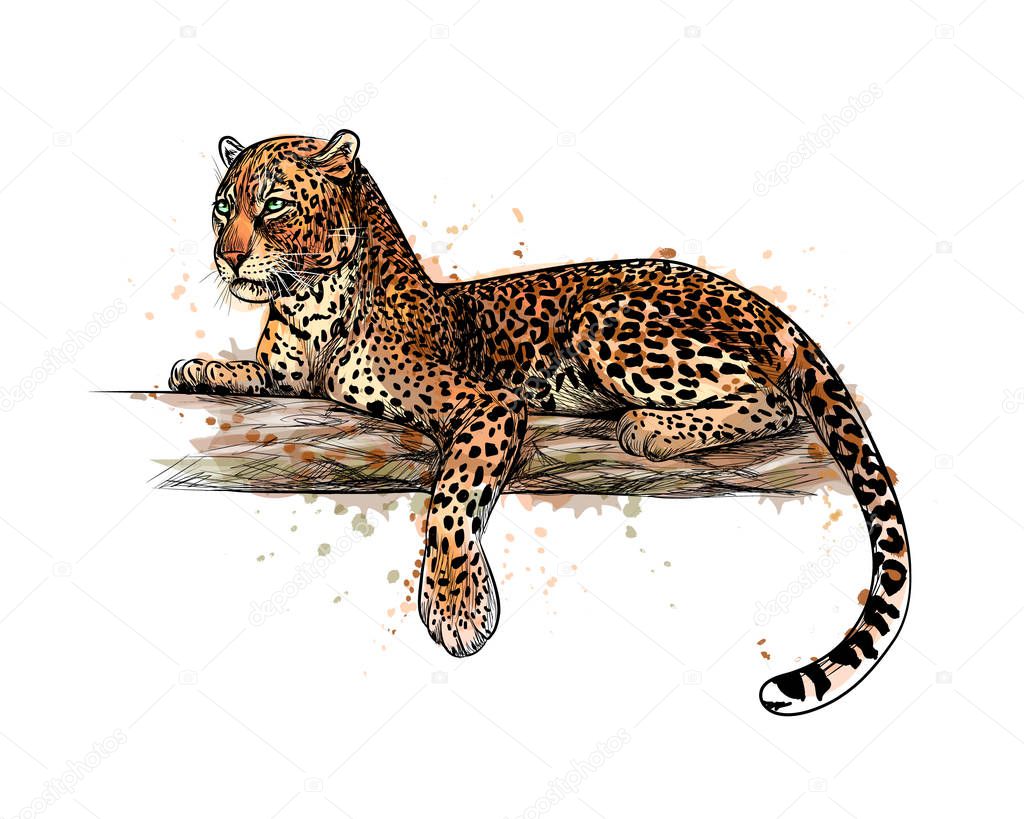 Leopard is lying on a tree from a splash of watercolor, hand drawn sketch. Vector illustration of paints