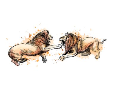 Suluboya, elle çizilmiş kroki bir sıçrama üzerinden iki savaşan aslan
