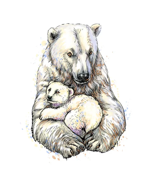 Urso polar com filhote de um respingo de aquarela, esboço desenhado à mão — Vetor de Stock