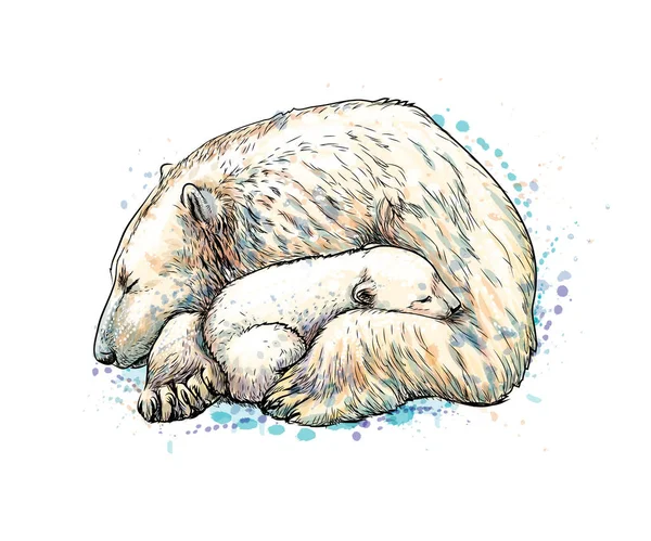 Urso polar com filhote de um respingo de aquarela, esboço desenhado à mão — Vetor de Stock