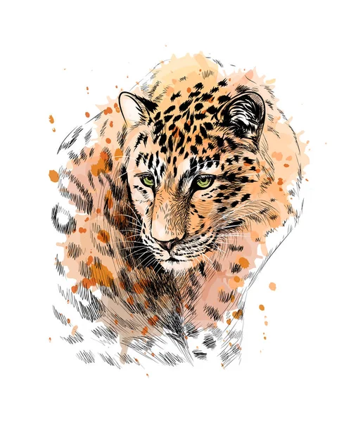 Portret Leopard Odrobiną Akwarela Ręcznie Rysowane Szkic Ilustracja Wektorowa Farb — Wektor stockowy