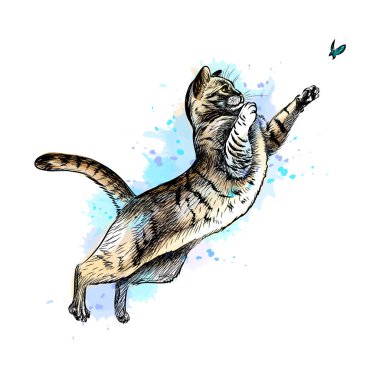 Suluboya bir sıçrama üzerinden bir kelebek ile oynayan kedi