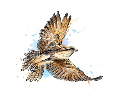 Falcon in flight from a splash of watercolor, hand drawn sketch clipart