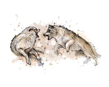 Suluboya, elle çizilmiş kroki bir sıçrama dövüşten kurt