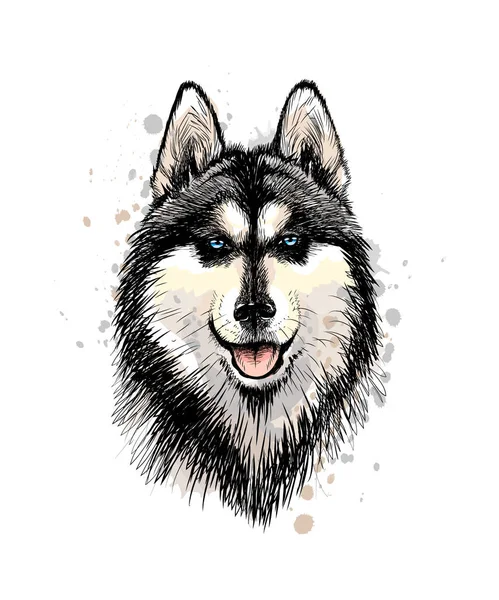 Retrato de la cabeza del Husky siberiano con ojos azules — Vector de stock