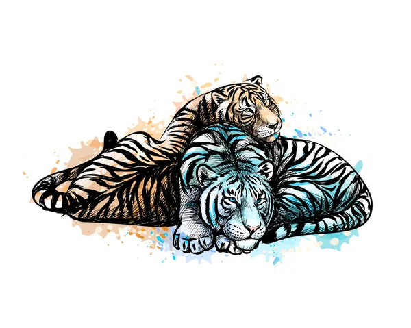 Two tigers yellow and white from a splash of watercolor Stock Illustration