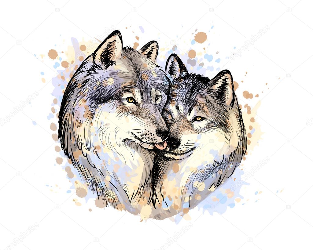 Portrait of wolves from a splash of watercolor, hand drawn sketch